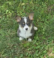 Lobo the low rider , a male Pembroke Welsh Corgi for sale in Pine Bush, NY – 1 of 10