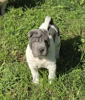Trevor Blue flower mini brush, a male Chinese Shar-Pei and Miniature Shar-Pei for sale in Pine Bush, NY – 4 of 10