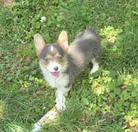 Lara the low rider , a female Pembroke Welsh Corgi for sale in Pine Bush, NY – 3 of 10