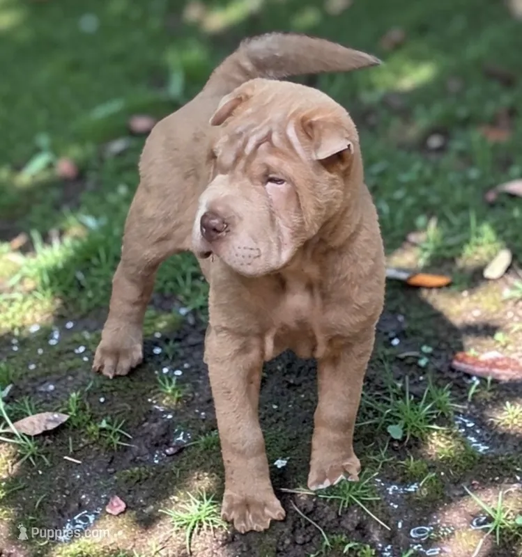 Lyla  – Chinese Shar-Pei, Miniature Shar-Pei puppy for sale in Pine Bush, NY