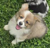Dazzling Danny, a male Pembroke Welsh Corgi for sale in Pine Bush, NY – 3 of 10