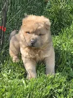 Roman, a male Chinese Shar-Pei and Miniature Shar-Pei for sale in Pine Bush, NY – 2 of 7