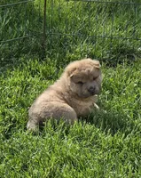 Roman, a male Chinese Shar-Pei and Miniature Shar-Pei for sale in Pine Bush, NY – 6 of 7