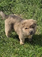Roman, a male Chinese Shar-Pei and Miniature Shar-Pei for sale in Pine Bush, NY – 5 of 7