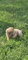 Roman, a male Chinese Shar-Pei and Miniature Shar-Pei for sale in Pine Bush, NY – 7 of 7
