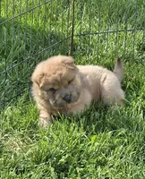 Roman, a male Chinese Shar-Pei and Miniature Shar-Pei for sale in Pine Bush, NY – 3 of 7
