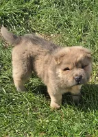 Roman, a male Chinese Shar-Pei and Miniature Shar-Pei for sale in Pine Bush, NY – 4 of 7