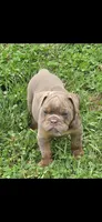 Link the lilac and tan, a male English Bulldog for sale in Pine Bush, NY – 8 of 10