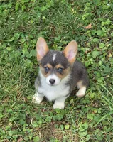 Lara the low rider , a female Pembroke Welsh Corgi for sale in Pine Bush, NY – 7 of 10