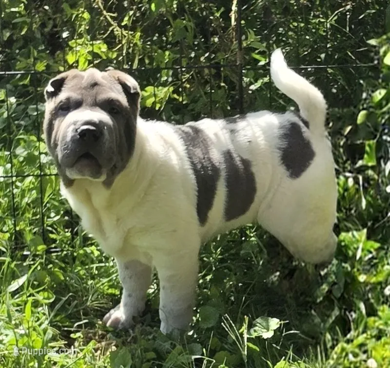 Blue Belle  – Chinese Shar-Pei, Miniature Shar-Pei puppy for sale in Pine Bush, NY