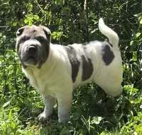 Blue Belle , a female Chinese Shar-Pei and Miniature Shar-Pei for sale in Pine Bush, NY – 1 of 8