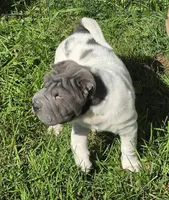 Trevor Blue flower mini brush, a male Chinese Shar-Pei and Miniature Shar-Pei for sale in Pine Bush, NY – 9 of 10