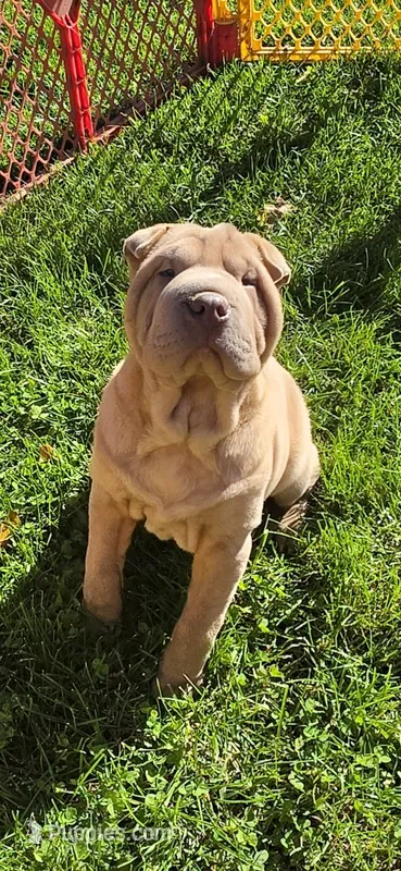 Larry – Chinese Shar-Pei, Miniature Shar-Pei puppy for sale in Pine Bush, NY