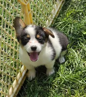 Oreo girl , a female Pembroke Welsh Corgi for sale in Pine Bush, NY – 3 of 10
