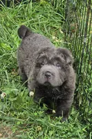 Troy blue bear coat mini , a male Chinese Shar-Pei and Miniature Shar-Pei for sale in Pine Bush, NY – 4 of 10