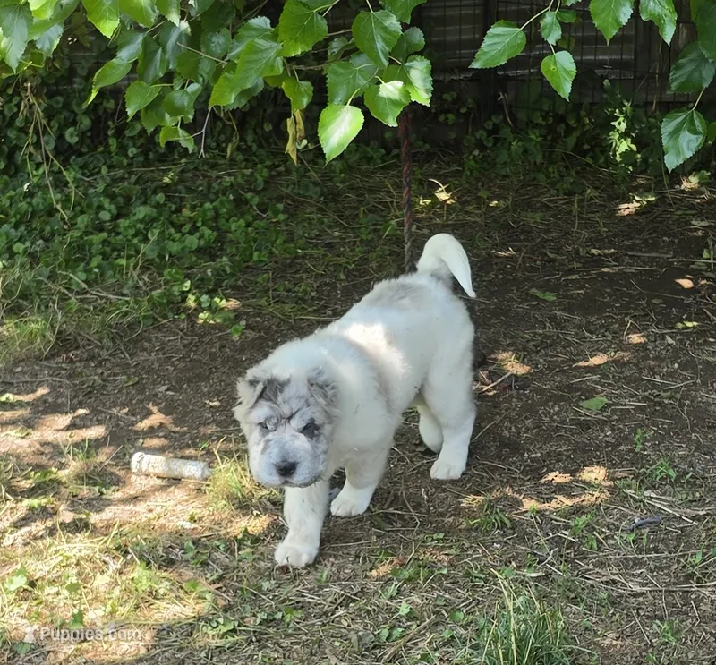 Nova blue merle flower bear  – Chinese Shar-Pei, Miniature Shar-Pei puppy for sale in Pine Bush, NY