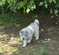 Nova blue merle flower bear , a female Chinese Shar-Pei and Miniature Shar-Pei for sale in Pine Bush, NY – 1 of 10