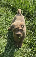 Larry, a male Chinese Shar-Pei and Miniature Shar-Pei for sale in Pine Bush, NY – 9 of 10