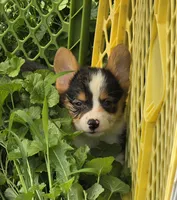 Raina , a female Pembroke Welsh Corgi for sale in Pine Bush, NY – 8 of 10