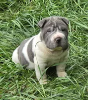 Travis Blue flower bear coat mini , a male Chinese Shar-Pei and Miniature Shar-Pei for sale in Pine Bush, NY – 8 of 10