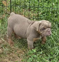 Link the lilac and tan, a male English Bulldog for sale in Pine Bush, NY – 9 of 10