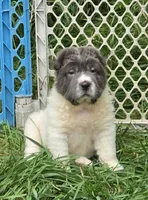 Tabitha blue flower bear mini , a female Chinese Shar-Pei and Miniature Shar-Pei for sale in Pine Bush, NY – 7 of 10