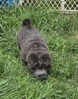 Troy blue bear coat mini , a male Chinese Shar-Pei and Miniature Shar-Pei for sale in Pine Bush, NY – 9 of 10