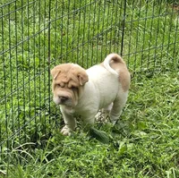 Leo Lilac flower brush mini, a male Chinese Shar-Pei and Miniature Shar-Pei for sale in Pine Bush, NY – 6 of 10