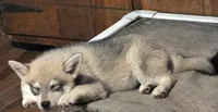 Bandit , a female Alaskan Klee Kai for sale in Pine Bush, NY – 6 of 10