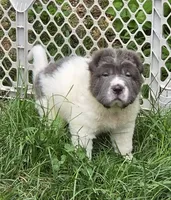 Tabitha blue flower bear mini , a female Chinese Shar-Pei and Miniature Shar-Pei for sale in Pine Bush, NY – 6 of 10