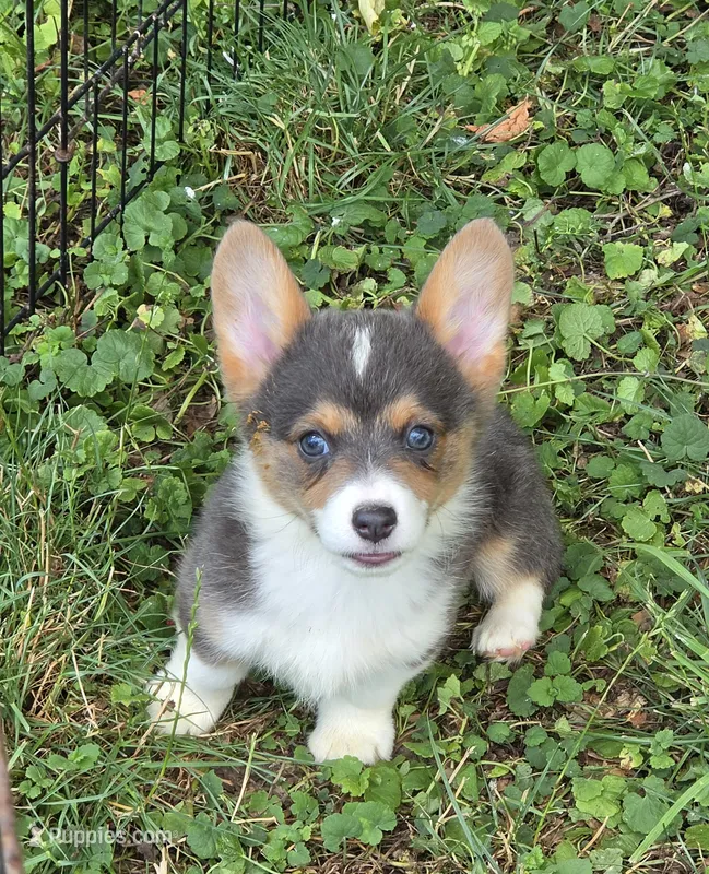 Lara the low rider  – Pembroke Welsh Corgi puppy for sale in Pine Bush, NY