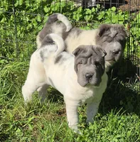 Trevor Blue flower mini brush, a male Chinese Shar-Pei and Miniature Shar-Pei for sale in Pine Bush, NY – 8 of 10