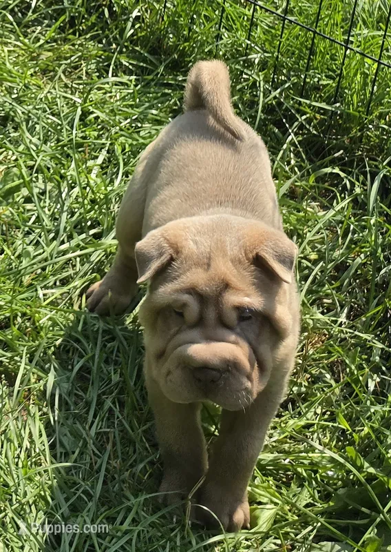 Larry – Chinese Shar-Pei, Miniature Shar-Pei puppy for sale in Pine Bush, NY