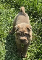 Larry, a male Chinese Shar-Pei and Miniature Shar-Pei for sale in Pine Bush, NY – 1 of 10