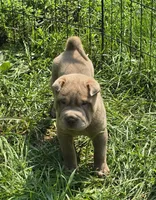 Lyla , a female Chinese Shar-Pei and Miniature Shar-Pei for sale in Pine Bush, NY – 6 of 10