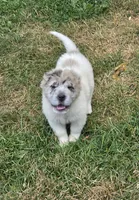 Nova blue merle flower bear , a female Chinese Shar-Pei and Miniature Shar-Pei for sale in Pine Bush, NY – 4 of 10