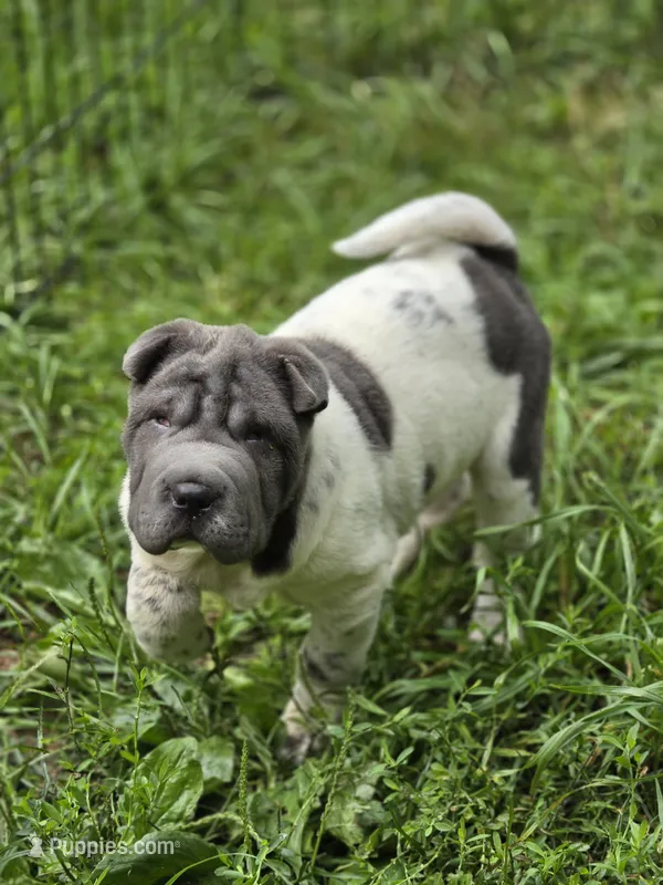 Tina Blue flower mini brush – Chinese Shar-Pei, Miniature Shar-Pei puppy for sale in Pine Bush, NY