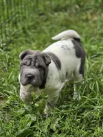 Tina Blue flower mini brush, a female Chinese Shar-Pei and Miniature Shar-Pei for sale in Pine Bush, NY – 1 of 10
