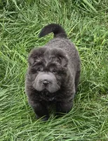 Troy blue bear coat mini , a male Chinese Shar-Pei and Miniature Shar-Pei for sale in Pine Bush, NY – 2 of 10