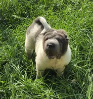 Tiny Tom blue flower bear mini , a male Chinese Shar-Pei and Miniature Shar-Pei for sale in Pine Bush, NY – 6 of 10