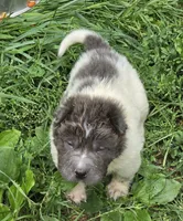 Tiny Tom blue flower bear mini , a male Chinese Shar-Pei and Miniature Shar-Pei for sale in Pine Bush, NY – 6 of 10