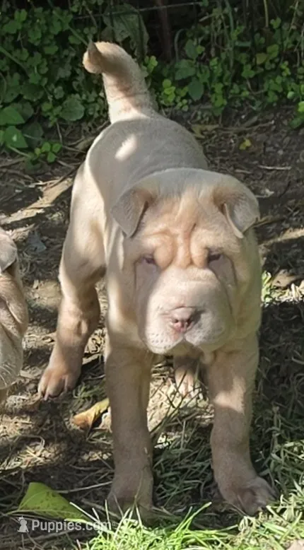 Larry – Chinese Shar-Pei, Miniature Shar-Pei puppy for sale in Pine Bush, NY
