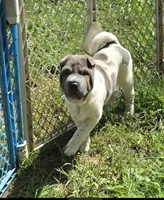 Blue Belle , a female Chinese Shar-Pei and Miniature Shar-Pei for sale in Pine Bush, NY – 2 of 8