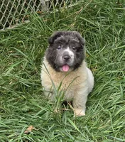 Tara blue flower bear coat mini , a female Chinese Shar-Pei and Miniature Shar-Pei for sale in Pine Bush, NY – 7 of 10