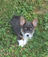 Lynx the low rider , a male Pembroke Welsh Corgi for sale in Pine Bush, NY – 2 of 10