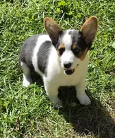 Oreo girl , a female Pembroke Welsh Corgi for sale in Pine Bush, NY – 3 of 10