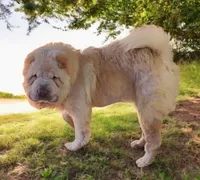 Tabitha blue flower bear mini , a female Chinese Shar-Pei and Miniature Shar-Pei for sale in Pine Bush, NY – 9 of 10