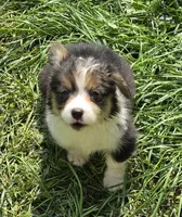 Duffy the fluffy , a male Pembroke Welsh Corgi for sale in Pine Bush, NY – 5 of 10