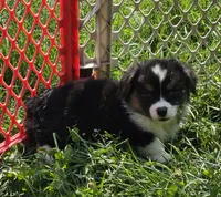 Puffy the fluffy, a male Pembroke Welsh Corgi for sale in Pine Bush, NY – 5 of 6