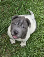Tina Blue flower mini brush, a female Chinese Shar-Pei and Miniature Shar-Pei for sale in Pine Bush, NY – 8 of 10